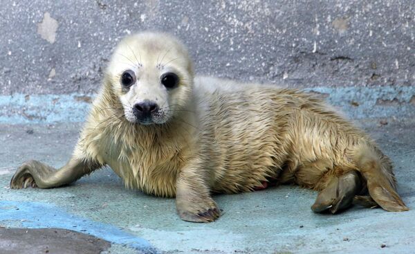 Сría de foca gris en el zoológico de Kaliningrado - Sputnik Mundo