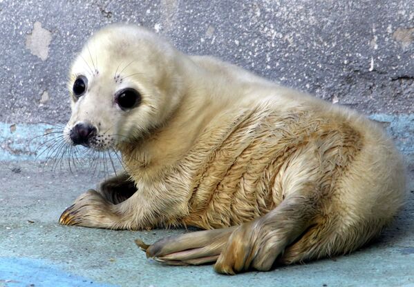 Сría de foca gris en el zoológico de Kaliningrado - Sputnik Mundo