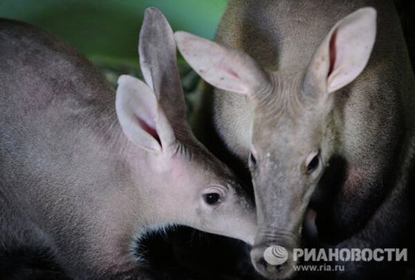 Cría de cerdo hormiguero en el zoológico de Ekaterimburgo - Sputnik Mundo