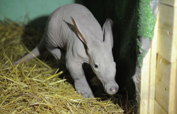 Cría de cerdo hormiguero en el zoológico de Ekaterimburgo - Sputnik Mundo