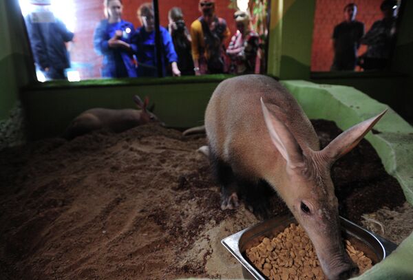 Cría de cerdo hormiguero en el zoológico de Ekaterimburgo - Sputnik Mundo