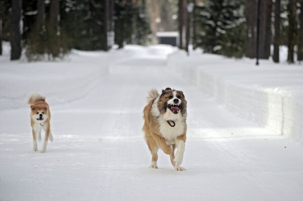 Vladímir Putin se divierte con sus mascotas sobre la nieve en la región de Moscú - Sputnik Mundo