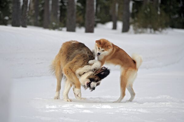Vladímir Putin se divierte con sus mascotas sobre la nieve en la región de Moscú - Sputnik Mundo