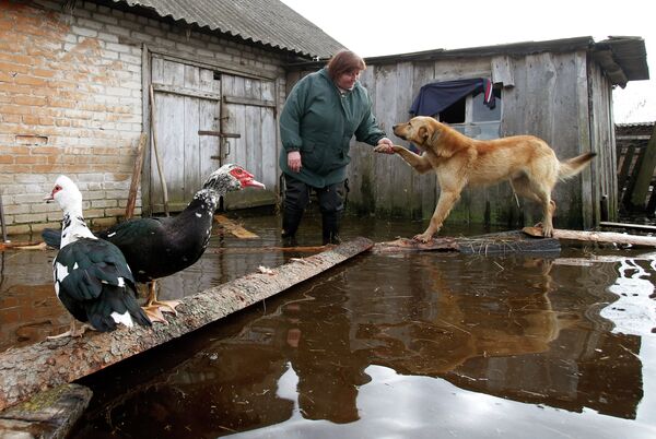 Fuertes inundaciones azotan la parte sureste de Bielorrusia - Sputnik Mundo