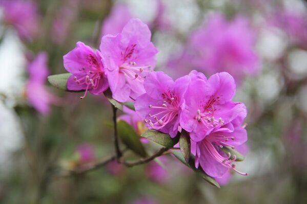 La primavera llega a Moscú - Sputnik Mundo