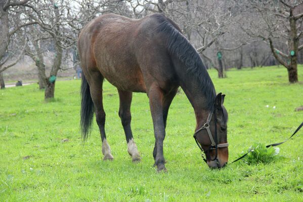 La primavera llega a Moscú - Sputnik Mundo