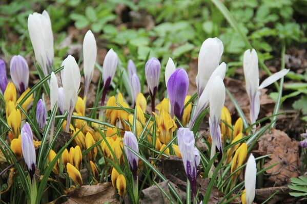 La primavera llega a Moscú - Sputnik Mundo