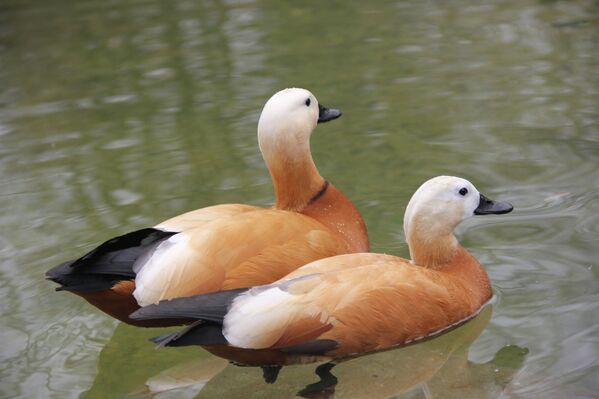 La primavera llega a Moscú - Sputnik Mundo