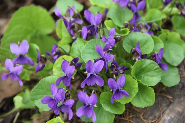 La primavera llega a Moscú - Sputnik Mundo