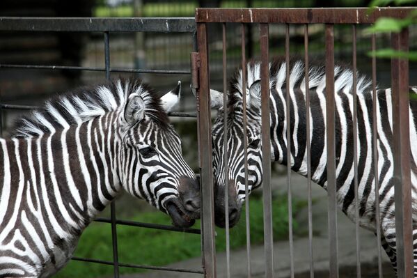 Habitantes del zoológico de Kaliningrado - Sputnik Mundo