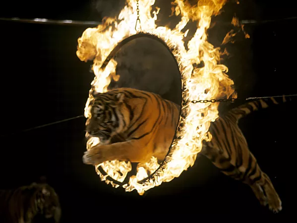 El tigre, un gran felino en peligro de extinción El tigre, un gran felino en peligro de extinción - Sputnik Mundo