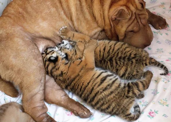 El tigre, un gran felino en peligro de extinción El tigre, un gran felino en peligro de extinción - Sputnik Mundo