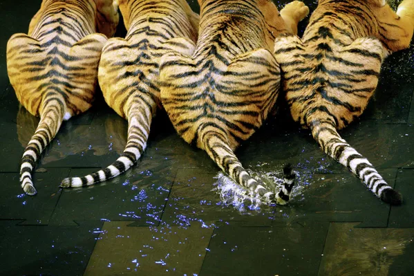 El tigre, un gran felino en peligro de extinción El tigre, un gran felino en peligro de extinción - Sputnik Mundo