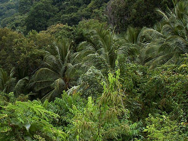 Rescatan a padre e hijo que vivieron 40 años en selva de Vietnam - Sputnik Mundo
