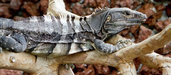 Una iguana - Sputnik Mundo
