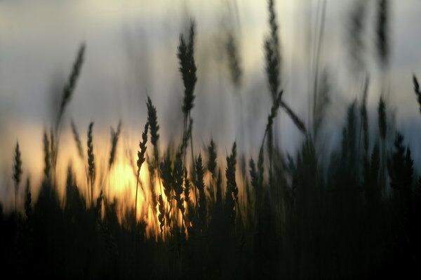 La provincia rusa de Pskov, un museo al aire libre - Sputnik Mundo