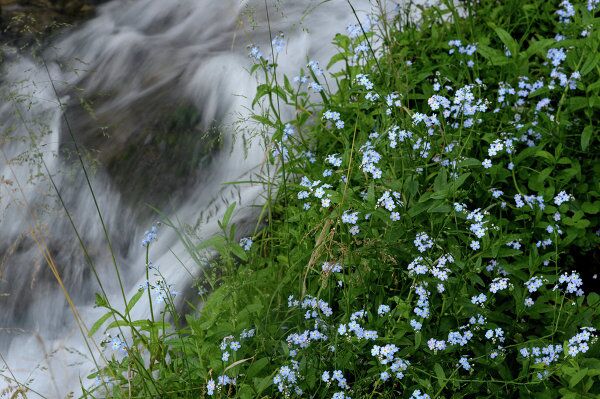 La provincia rusa de Pskov, un museo al aire libre - Sputnik Mundo