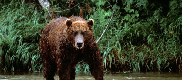 Oso - Sputnik Mundo