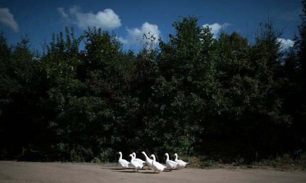 Viaje con RIA Novosti a la provincia de Smolensk - Sputnik Mundo