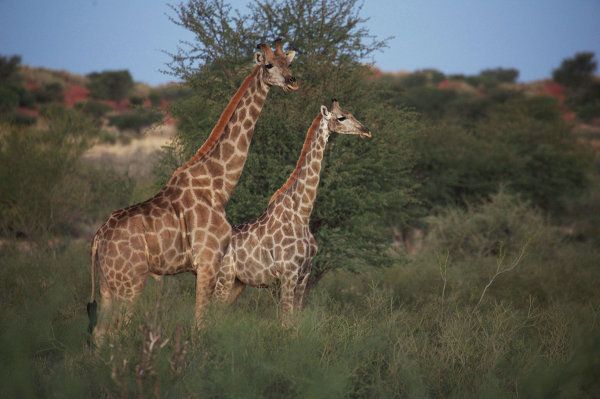 Namibia, la perla de África - Sputnik Mundo