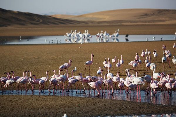 Namibia, la perla de África - Sputnik Mundo
