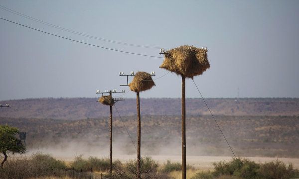 Namibia, la perla de África - Sputnik Mundo