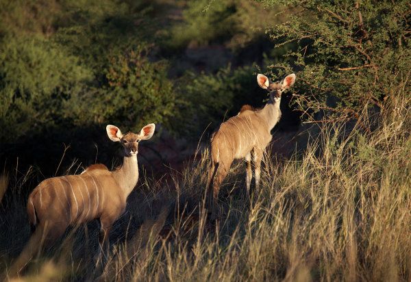 Namibia, la perla de África - Sputnik Mundo
