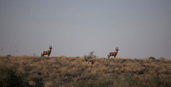 Namibia, la perla de África - Sputnik Mundo
