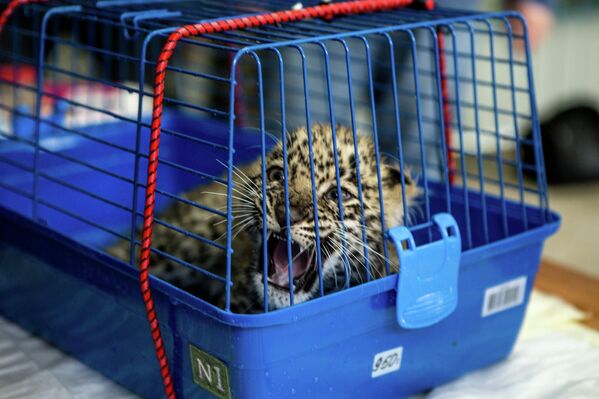 Cachorros del leopardo persa en el Parque Nacional de Sochi - Sputnik Mundo