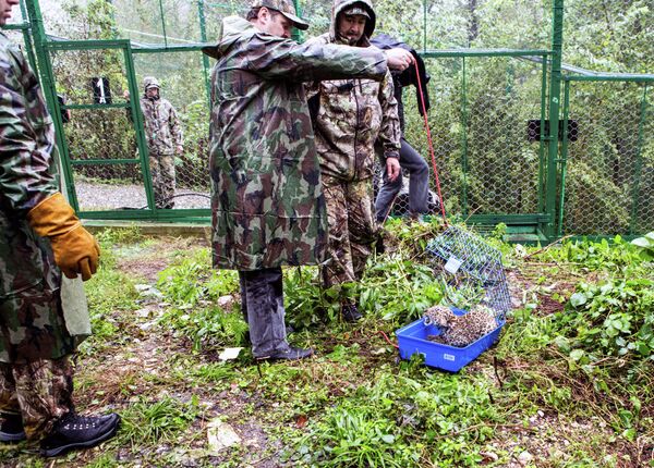 Cachorros del leopardo persa en el Parque Nacional de Sochi - Sputnik Mundo