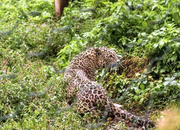 Cachorros del leopardo persa en el Parque Nacional de Sochi - Sputnik Mundo