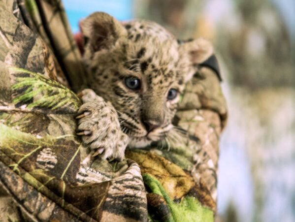 Cachorros del leopardo persa en el Parque Nacional de Sochi - Sputnik Mundo