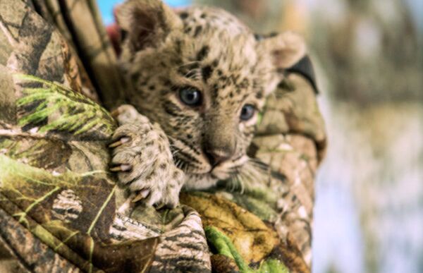 Cachorros del leopardo persa en el Parque Nacional de Sochi - Sputnik Mundo