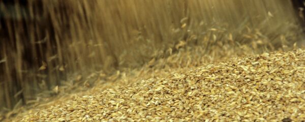 La cosecha de trigo - Sputnik Mundo