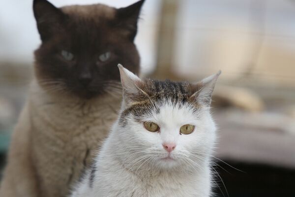 Un japonés roba 185.000 $ para alimentar a más de 120 gatos - Sputnik Mundo