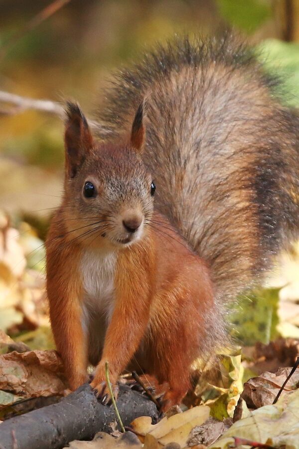 Una ardilla causa daños por 11.500 dólares al destrozar una casa en Gran Bretaña - Sputnik Mundo