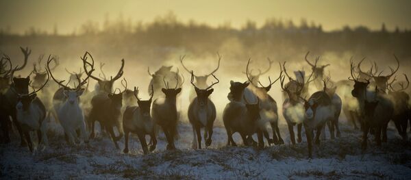 Победитель конкурса Best of Russia Рамиль Ситдиков Без названия. Номинация Природа - Sputnik Mundo