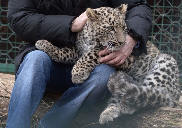 Vladímir Putin visita un leopardo - Sputnik Mundo