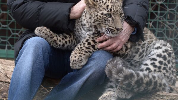 Vladímir Putin visita un leopardo - Sputnik Mundo