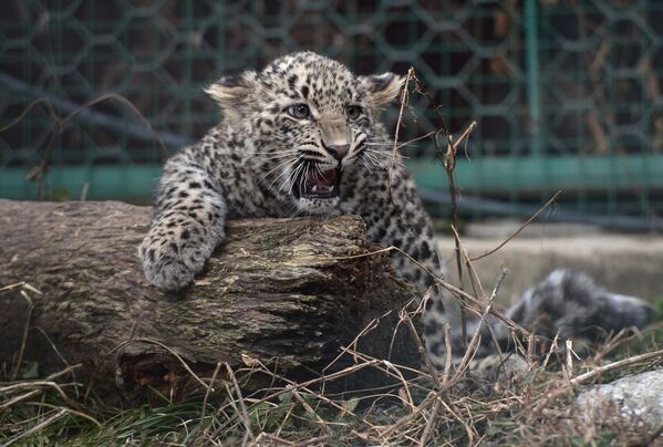 Vladímir Putin visita un leopardo - Sputnik Mundo