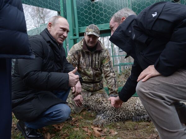 Vladímir Putin visita un leopardo - Sputnik Mundo