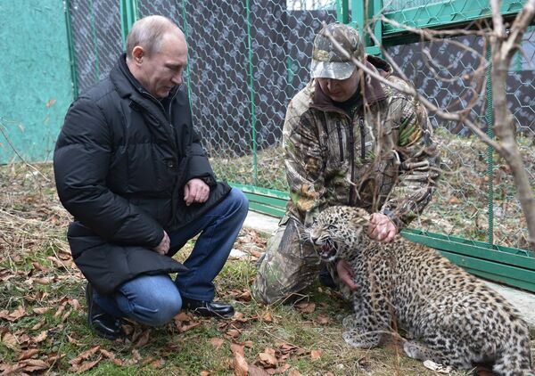 Vladímir Putin visita un leopardo - Sputnik Mundo