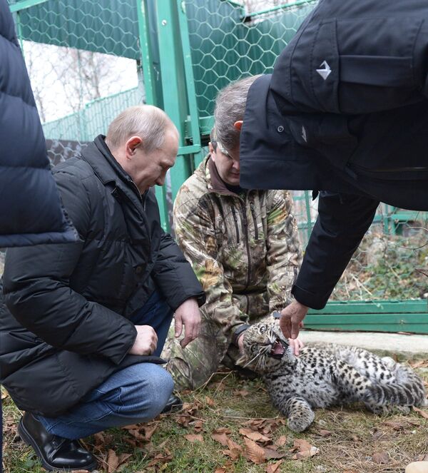 Vladímir Putin visita un leopardo - Sputnik Mundo