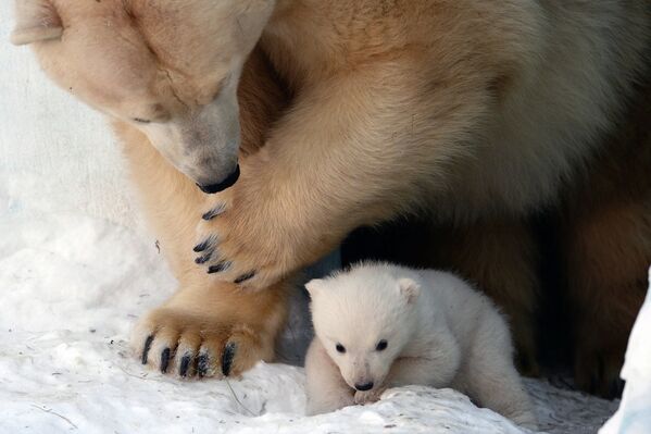 Paseo de un osito polar en el zoológico de Novosibirsk - Sputnik Mundo