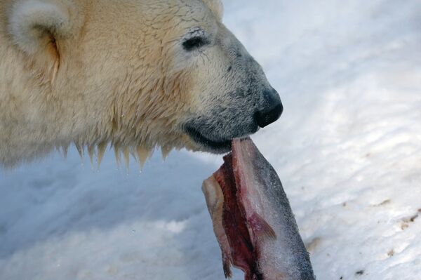 Paseo de un osito polar en el zoológico de Novosibirsk - Sputnik Mundo