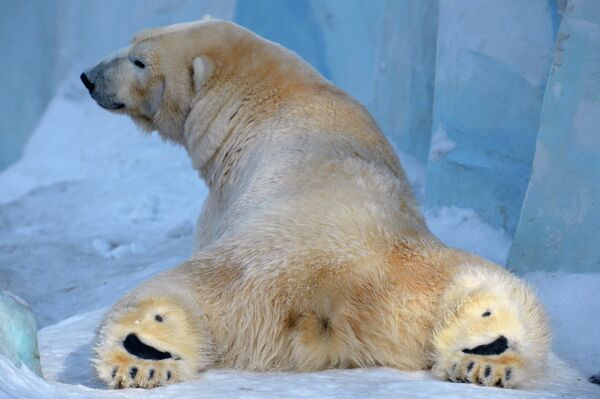 Paseo de un osito polar en el zoológico de Novosibirsk - Sputnik Mundo