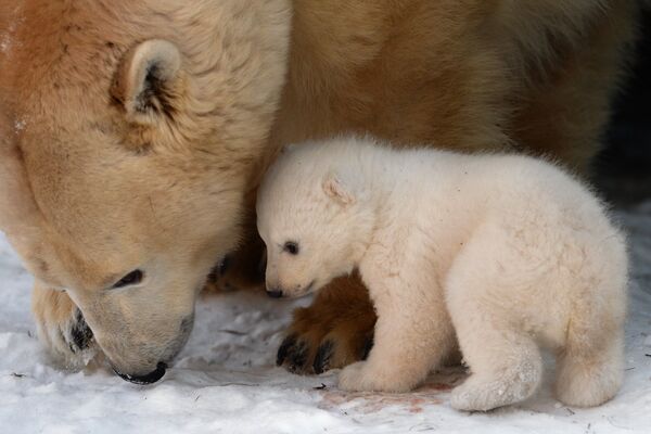 Paseo de un osito polar en el zoológico de Novosibirsk - Sputnik Mundo