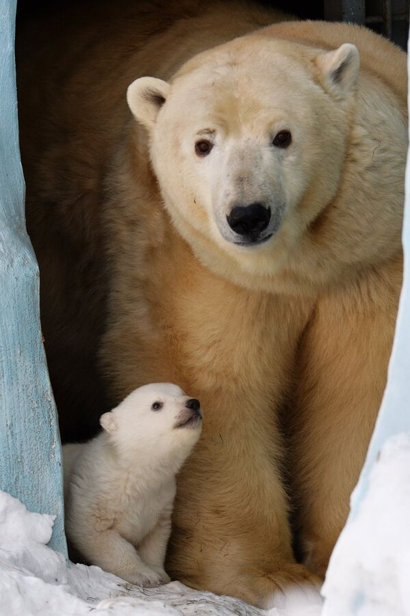 Paseo de un osito polar en el zoológico de Novosibirsk - Sputnik Mundo