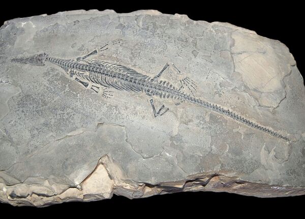 Esqueleto de un mesosaurus (archivo) - Sputnik Mundo