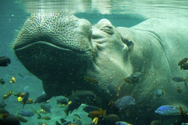 Animales felices - Sputnik Mundo